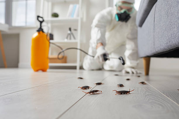 Post-Treatment Bed Bug Interceptor Monitoring in Hialeah Gardens